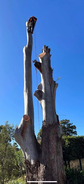 LC Trees | 3 Main St, Smithtown NSW 2440, Australia | Phone: 0488 166 885