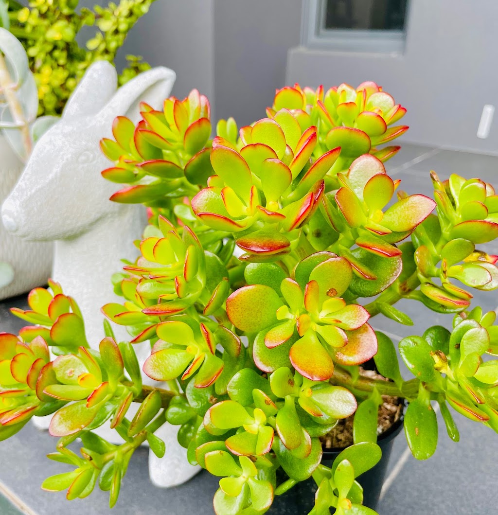 The Succulent Emporium Australia | 41 Lieutenant St, Jordan Springs NSW 2747, Australia | Phone: 0410 886 031