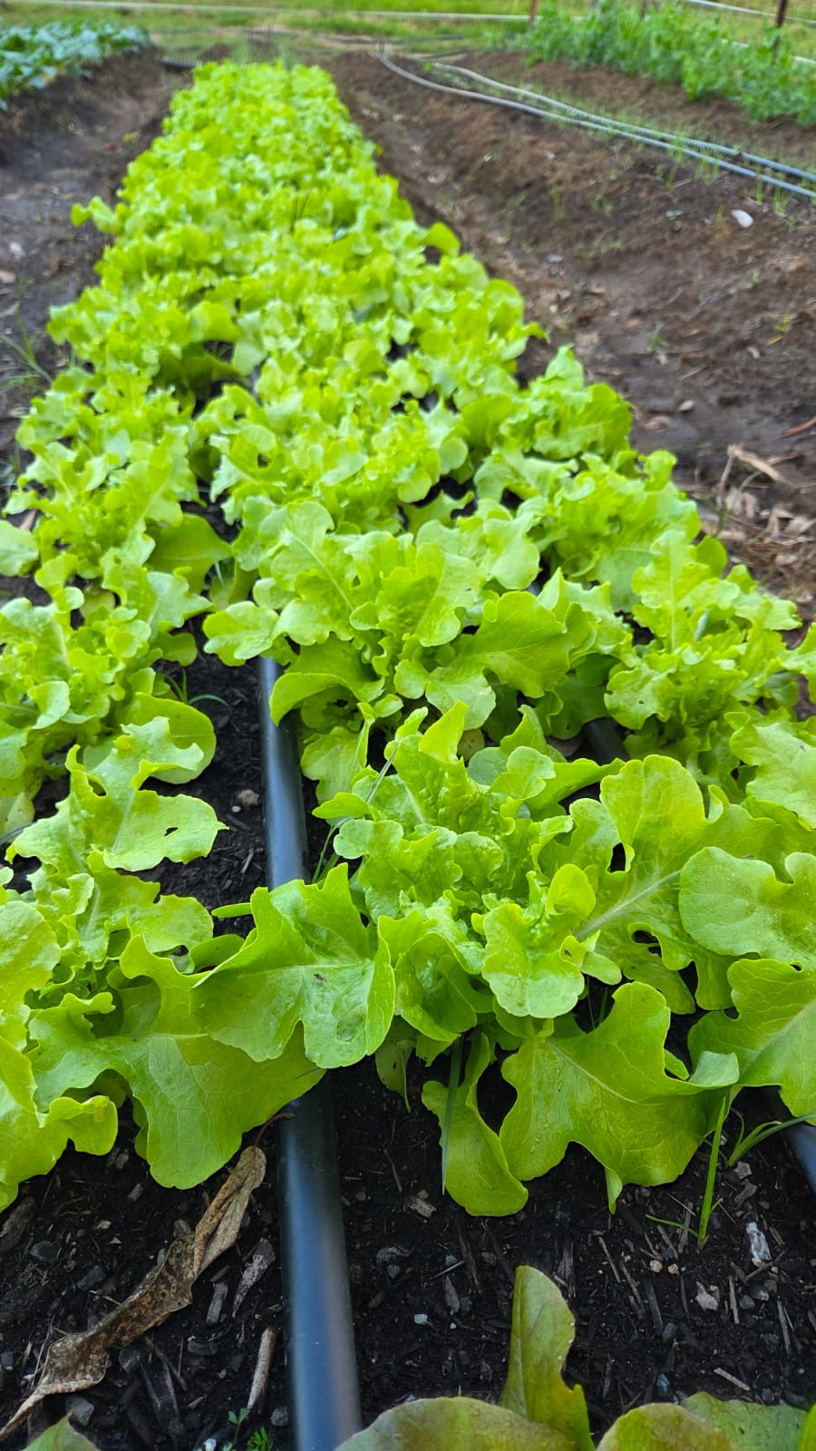 Petrichor Ag Farm and Market Garden | 128 Camp Mountain Rd, Camp Mountain QLD 4520, Australia | Phone: 0416 543 987
