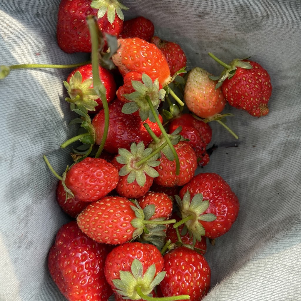 Serendipity Strawberry & Flower Farm | 1556 Princes Hwy, Bimbimbie NSW 2536, Australia | Phone: 0417 469 525