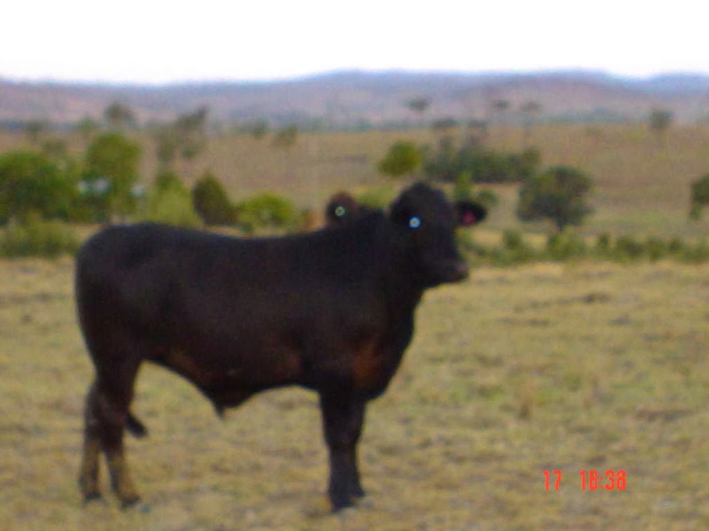 Jerakala Beef | lodging | 20024 Burnett Hwy, Mundubbera QLD 4626, Australia | 0741654909 OR +61 7 4165 4909