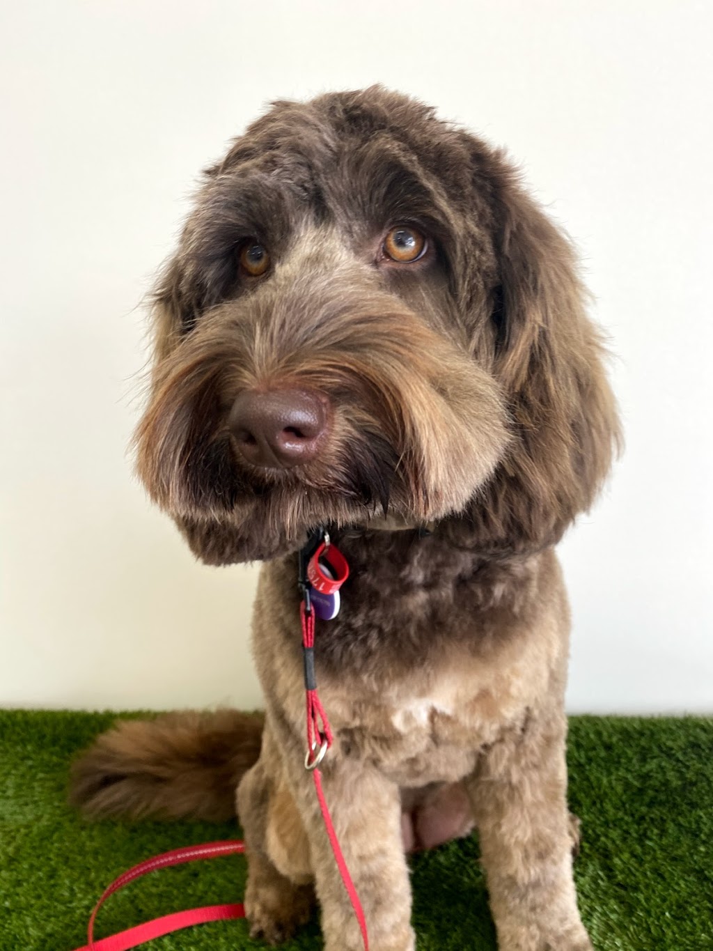 Barkley and Pips Dog Groomers | Unit 3/1 Hawkins Cres, Bundamba QLD 4304, Australia | Phone: (07) 3519 6113