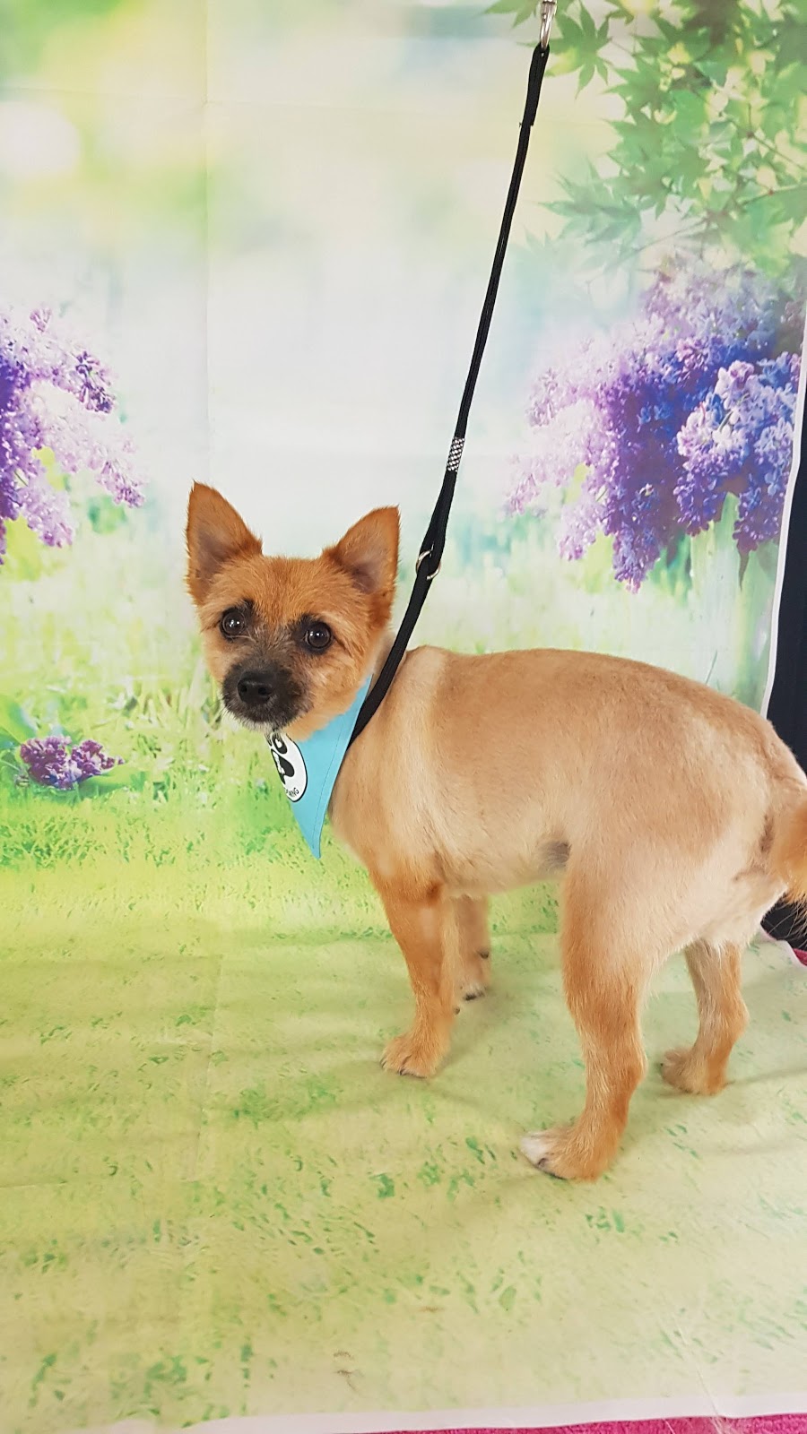 Furkidz Grooming |  | 51 Edgerton Dr, Plainland QLD 4341, Australia | 0401876407 OR +61 401 876 407