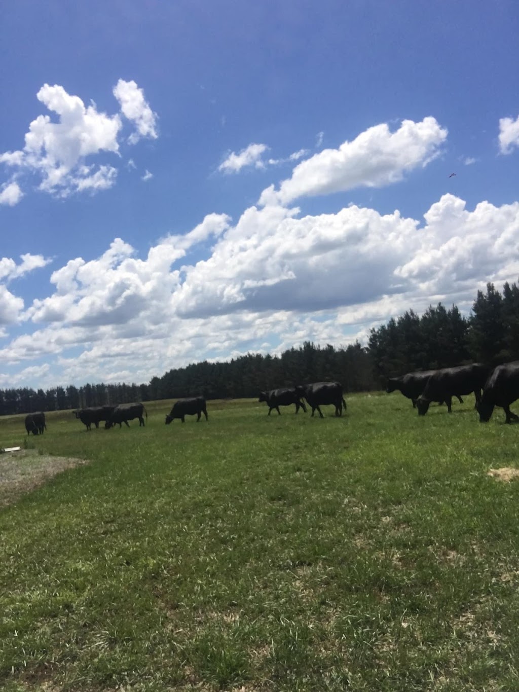 Woonan | 3100 Oallen Ford Rd, Windellama NSW 2580, Australia | Phone: 0431 728 742