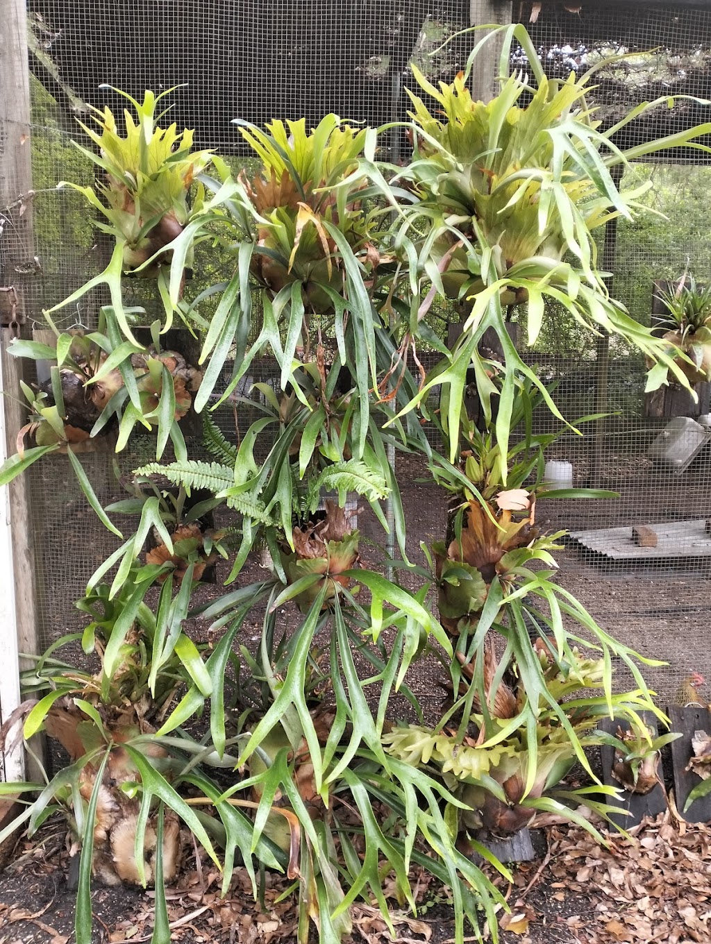 Scotts Head Nursery | 482 Scotts Head Rd, Way Way NSW 2447, Australia | Phone: 0478 807 849