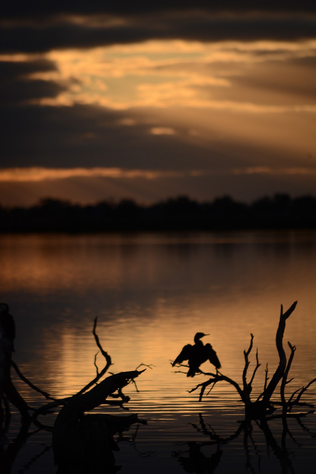 Little River Bird Hide | Point Wilson VIC 3212, Australia | Phone: (03) 8734 6006