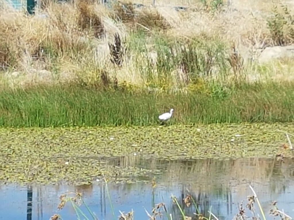 Casey Pond | Casey ACT 2913, Australia