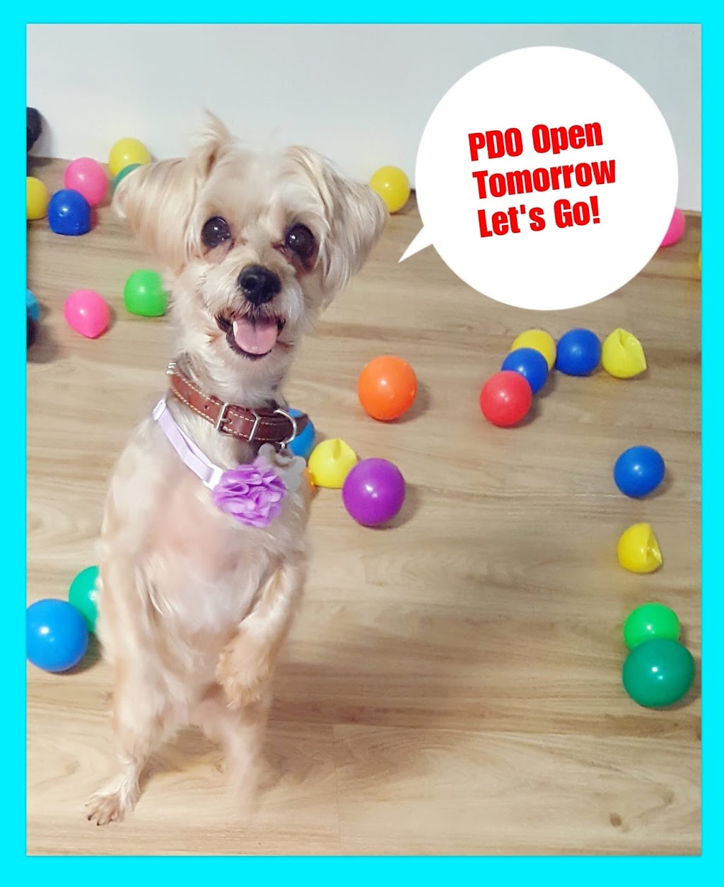 pDOG Lifestyle Centre previously Pet Discount Outlet | 14 Harper St, Molendinar QLD 4214, Australia | Phone: 0406 862 909