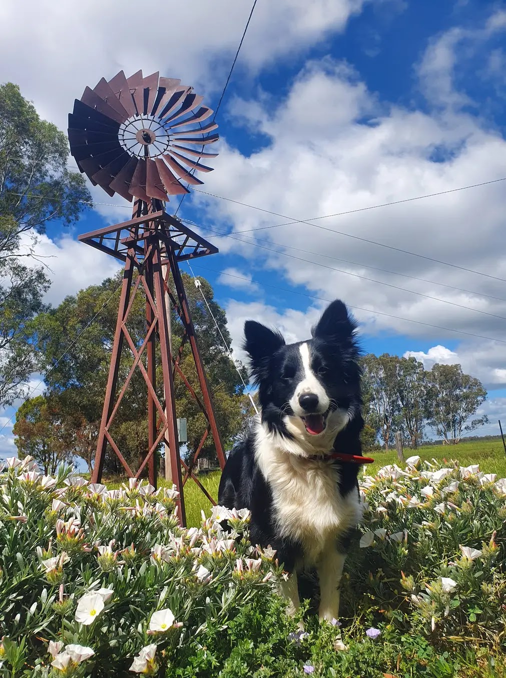 Rannoch View Border Collies | Blighty NSW 2713, Australia | Phone: 0417 288 149