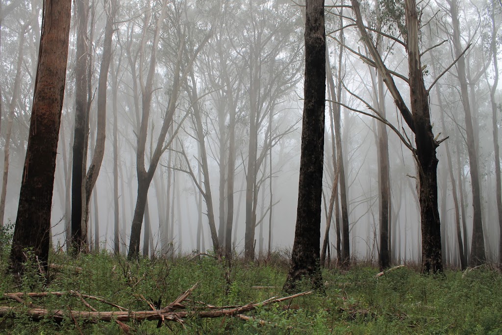 Track to Tali Karng | Buragwonduc VIC 3858, Australia