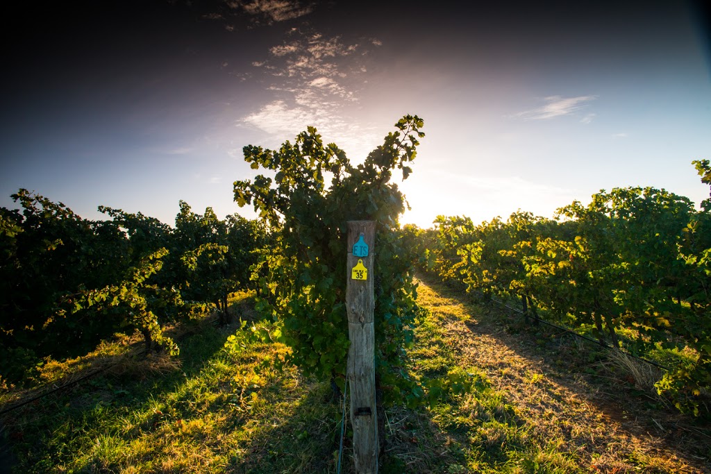 Shirvington Wines | 107 Strout Rd, McLaren Vale SA 5171, Australia | Phone: (08) 8323 7649