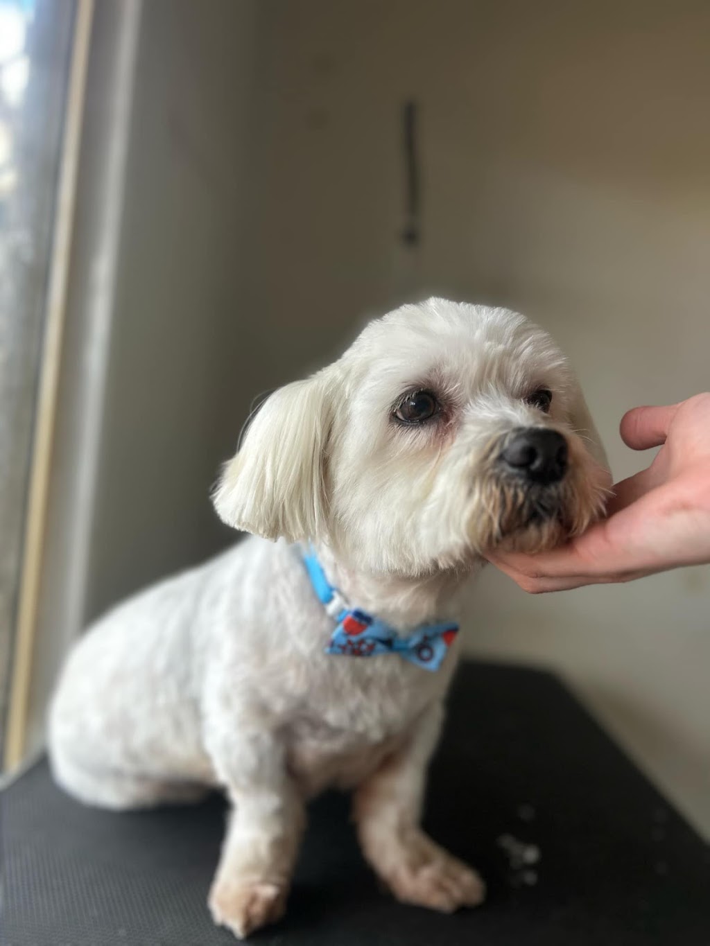 Pampered Pets Grooming Service | 240 Boulder Rd, South Kalgoorlie WA 6430, Australia | Phone: (08) 6010 0801