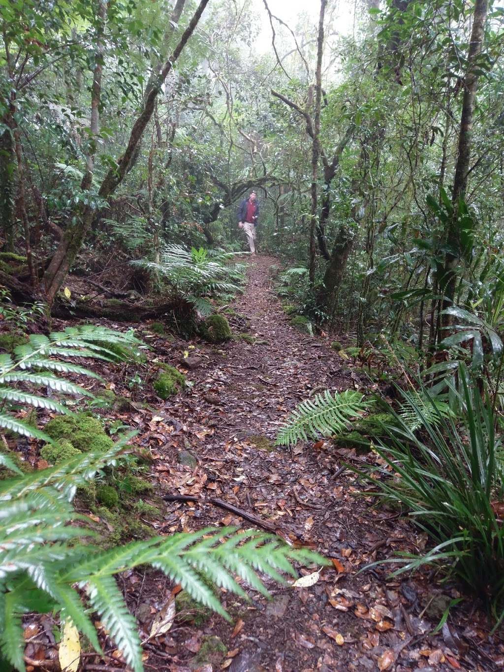 Bar Mountain Picnic Area | park | Tweed Range Rd, Upper Horseshoe Creek NSW 2474, Australia