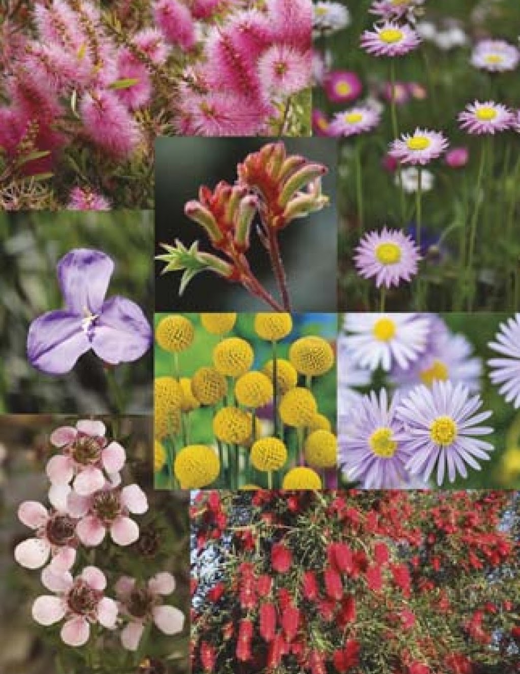 Shop Seeds | Cobbitty Rd, Cobbitty NSW 2570, Australia | Phone: 0493 794 786