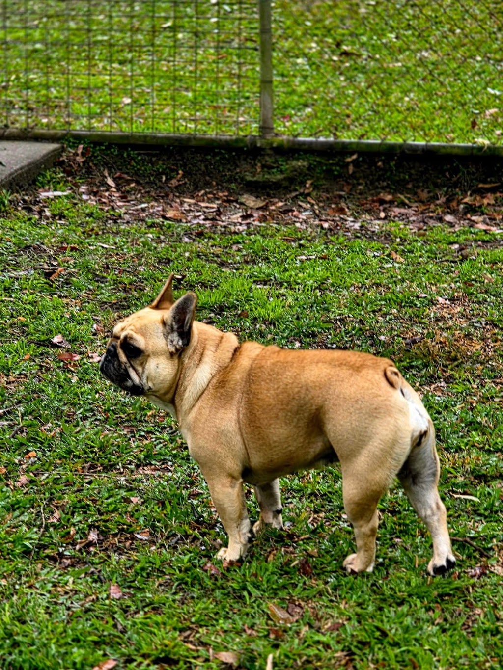Fetch Pet Stays | 308 Gilston Rd, Nerang QLD 4211, Australia | Phone: (07) 5527 9555