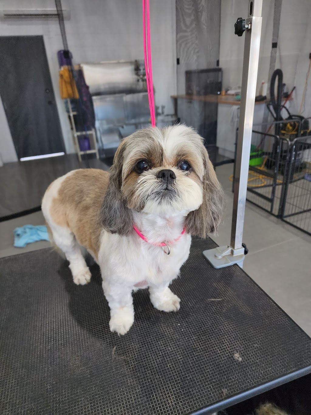 Picture Perfect Pets | shop 10 4/8 Walters St, Lowood QLD 4311, Australia | Phone: 0481 156 155