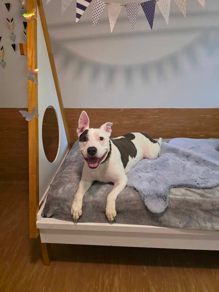 Fetch Pet Stays | 308 Gilston Rd, Nerang QLD 4211, Australia | Phone: (07) 5527 9555