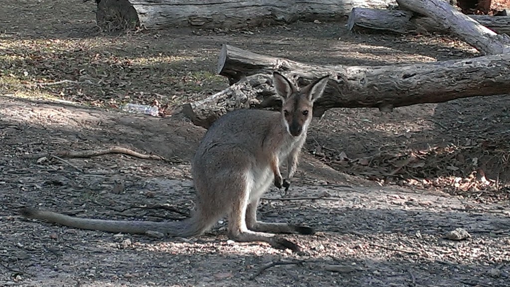 Daisy Hill Conservation Park | Daisy Hill Rd, Daisy Hill QLD 4127, Australia | Phone: 1300 130 372