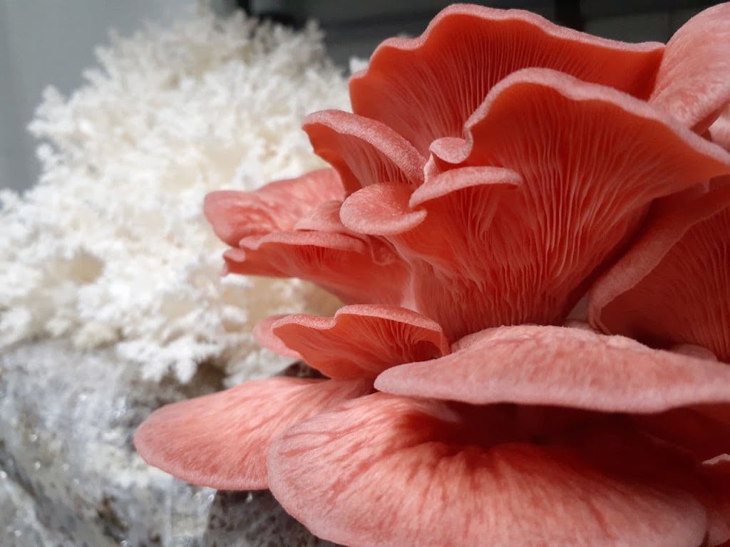 Photo by Divine Mushrooms. Divine Mushrooms | food | 10 Derek Dr, Broadford VIC 3658, Australia | 0457244612 OR +61 457 244 612