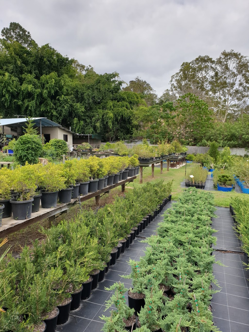 Australian Bonsai Grower | 190 Hubner Rd, Park Ridge QLD 4125, Australia | Phone: (07) 3803 3060