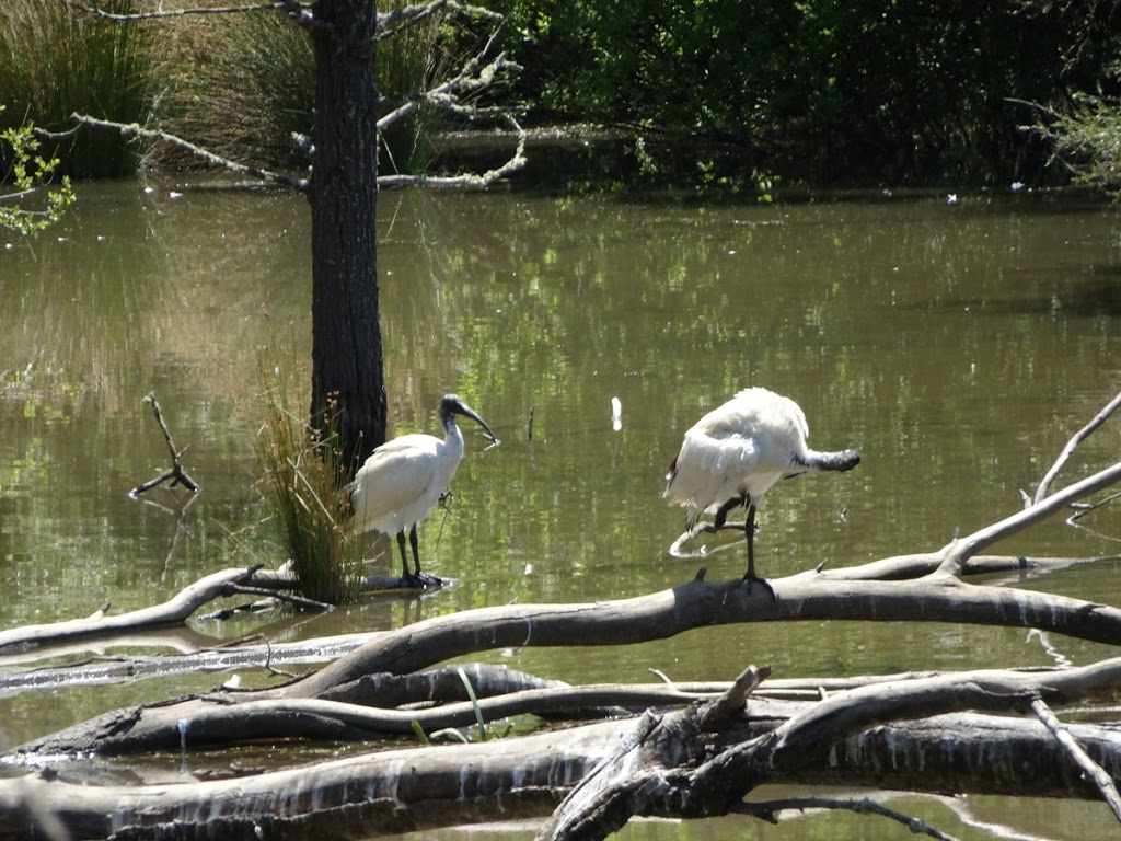 The Wetlands | park | Lake Wendouree VIC 3350, Australia