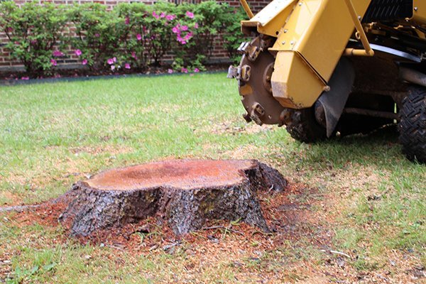 RJS Tree Services |  | 5 Windsor Way, Falcon WA 6210, Australia | 0895096000 OR +61 8 9509 6000