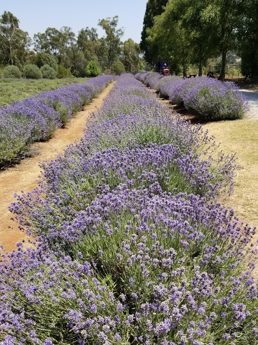 Warratina Lavender Farm |  | 105 Quayle Rd, Wandin North VIC 3139, Australia | 0359644650 OR +61 3 5964 4650