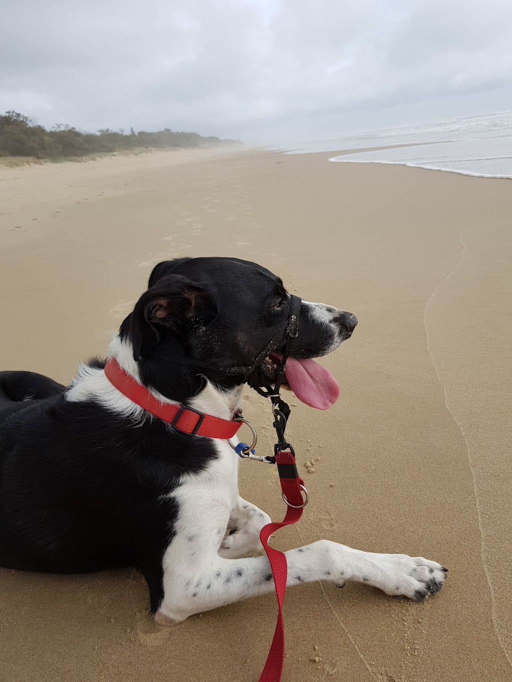 Stumers Creek Dog Offleash Area | Stumers Creek Rd, Coolum Beach QLD 4573, Australia