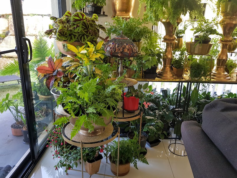 www.serenityplants.com.au | 5 Rise Cr, Pimpama QLD 4209, Australia | Phone: 0498 617 787