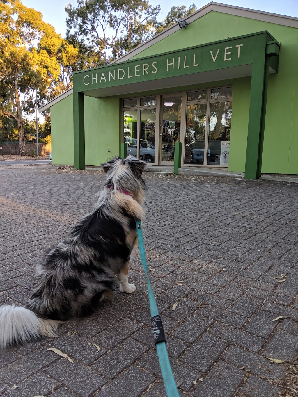 Chandlers Hill Vet | 190 Chandlers Hill Rd, Happy Valley SA 5159, Australia | Phone: (08) 8322 2090