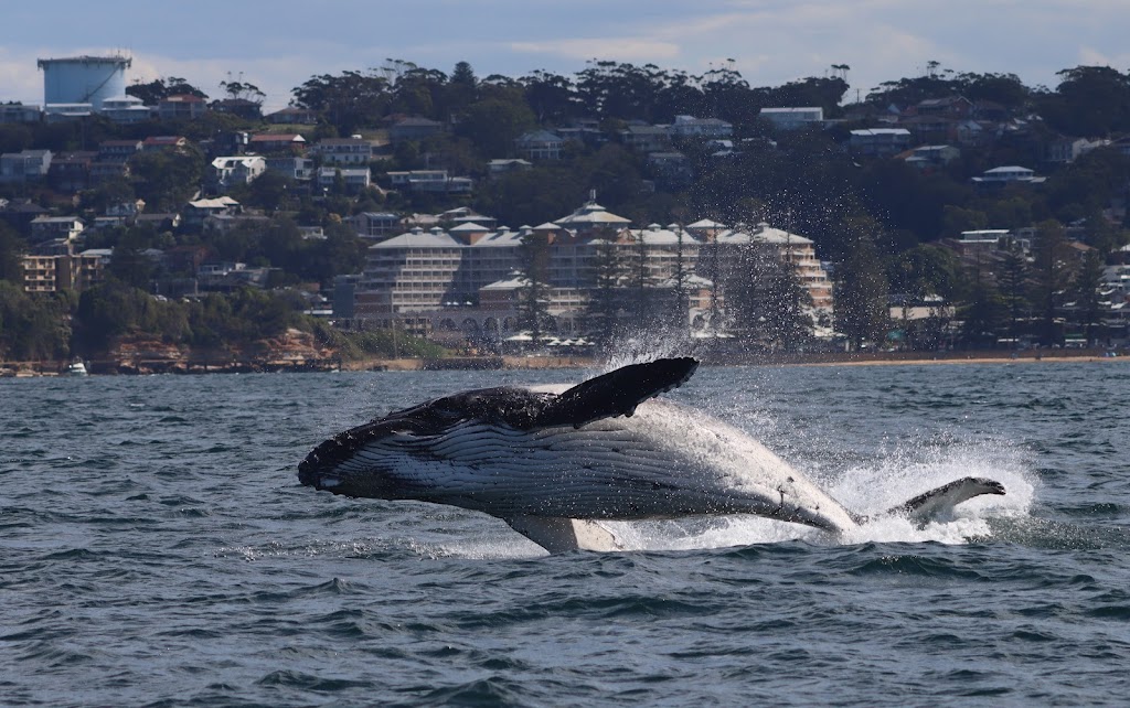Whale Watching Terrigal | Terrigal NSW 2260, Australia | Phone: 0449 999 868