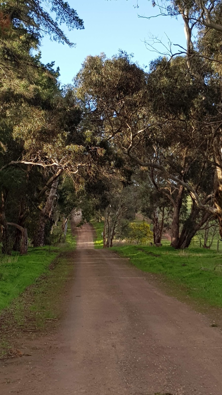 The Pines Reserve | park | Tarlee Rd, Kapunda SA 5373, Australia
