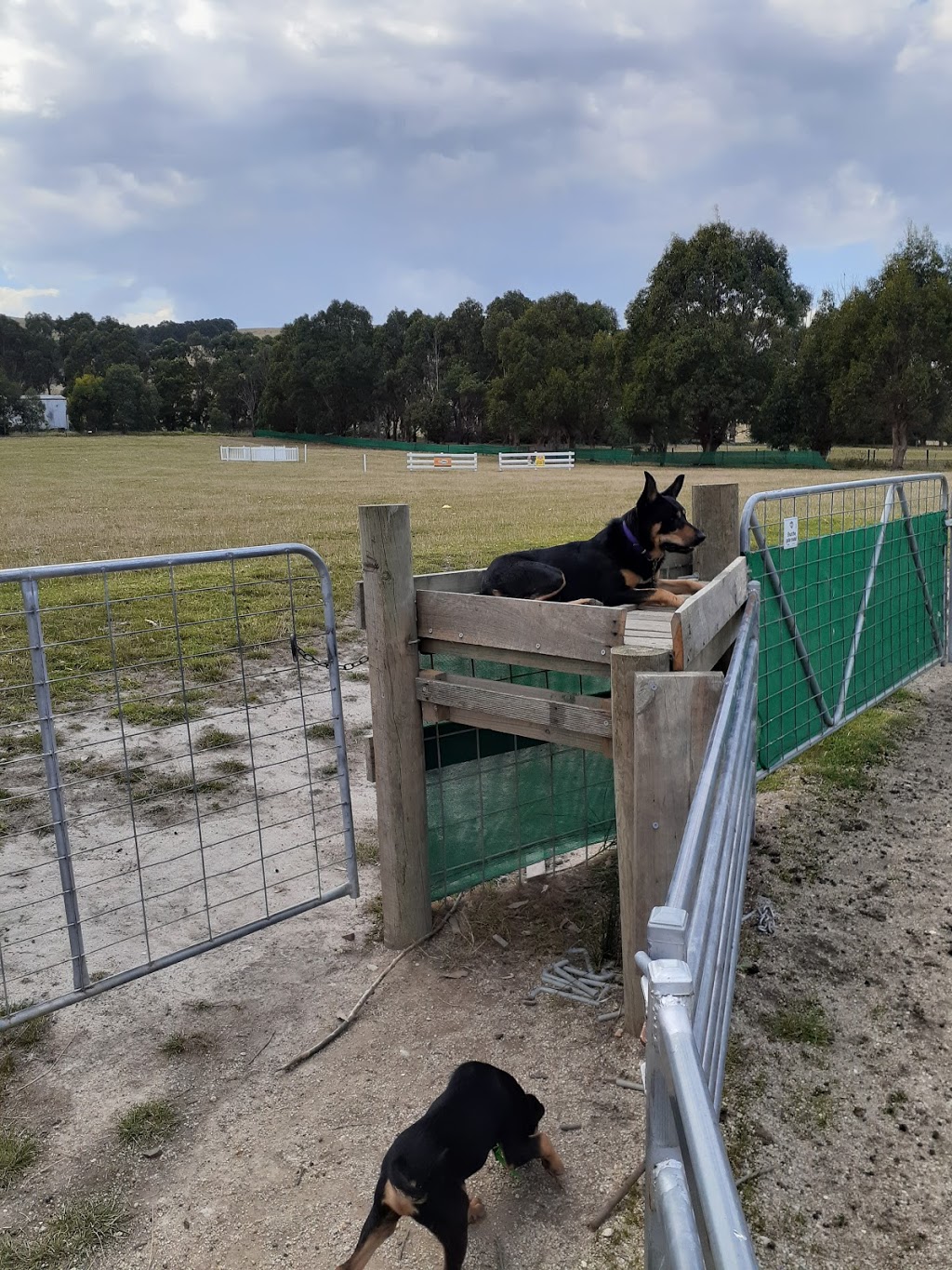 Beloka Kelpie Stud |  | 5845 S Gippsland Hwy, Welshpool VIC 3966, Australia | 0418335306 OR +61 418 335 306