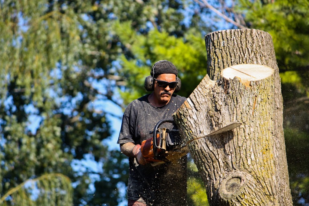 Tree Removal Colebee | Tree Lopping, Tree Trimming, Land Clearing, Arborist, Colebee NSW 2761, Australia | Phone: 0480 024 711