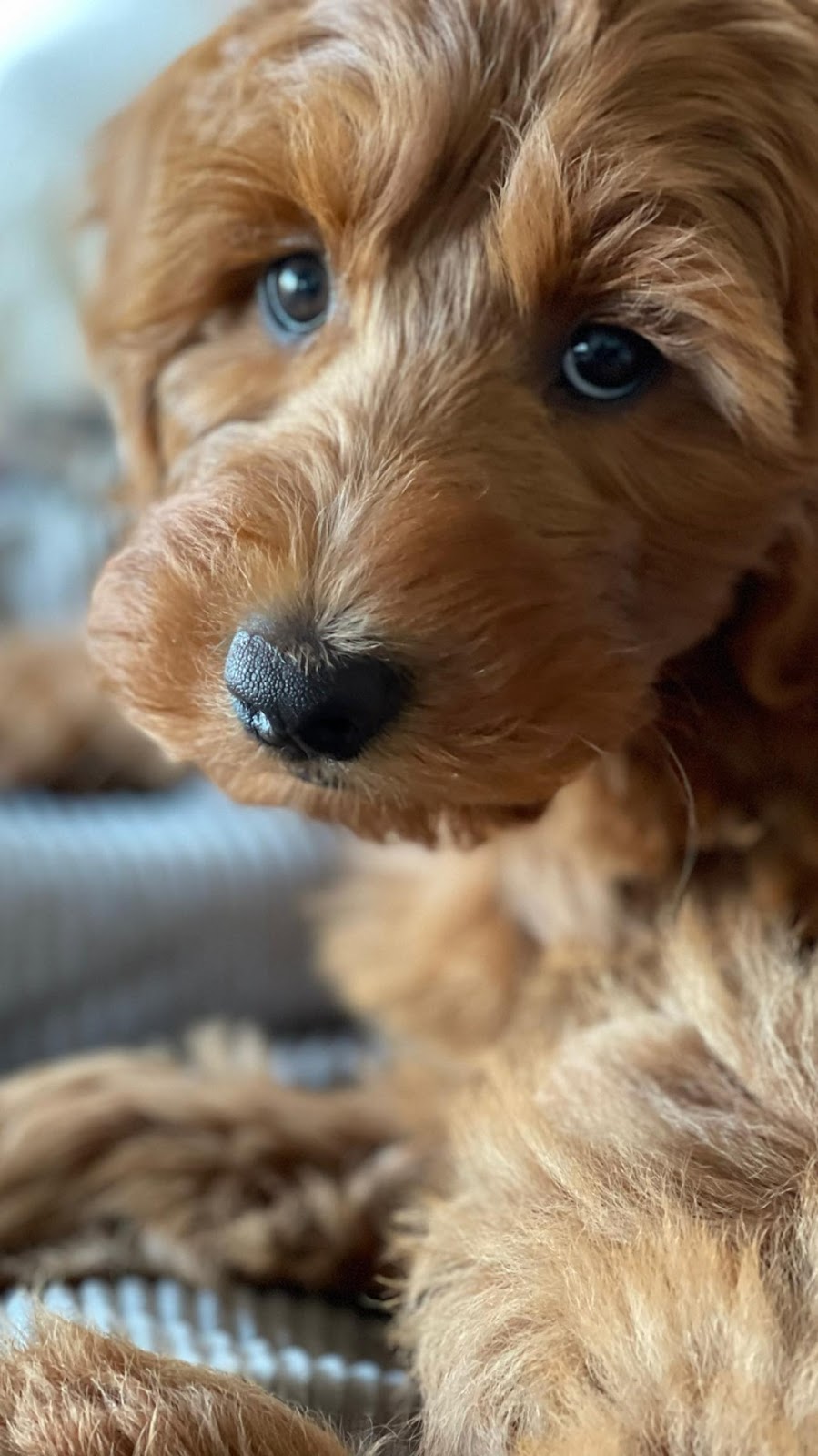 Inja Labradoodles & Oodle Farmstay | 16 E Kurrajong Rd, East Kurrajong NSW 2758, Australia | Phone: 0420 960 690