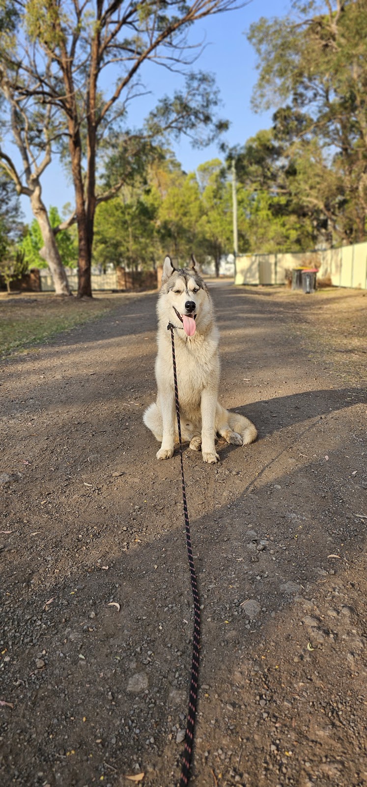 Hollandse Herder kennels | 15 Howell Rd, Londonderry NSW 2753, Australia | Phone: 0448 702 803