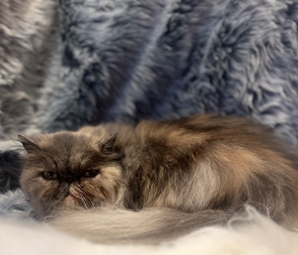 The Groomery: Rosannas Legacy (Cat Grooming Salon) | 535 Old Razorback Rd, Cawdor NSW 2570, Australia | Phone: 0450 354 674