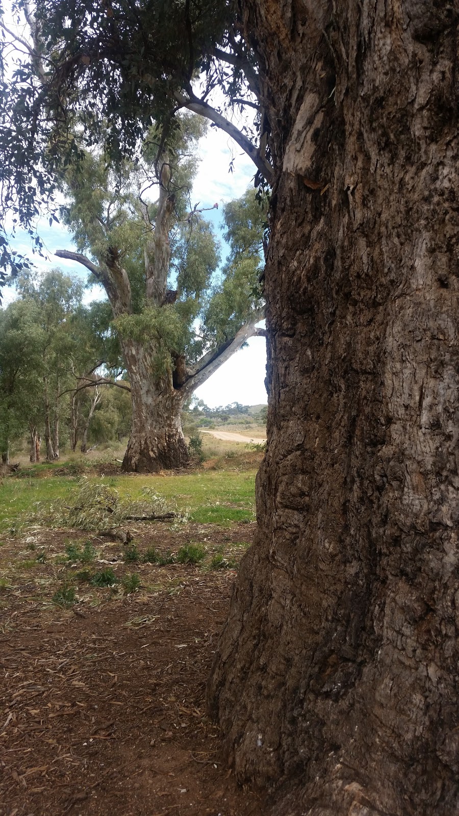 Giant Red Gum Tree | museum | Orroroo SA 5431, Australia