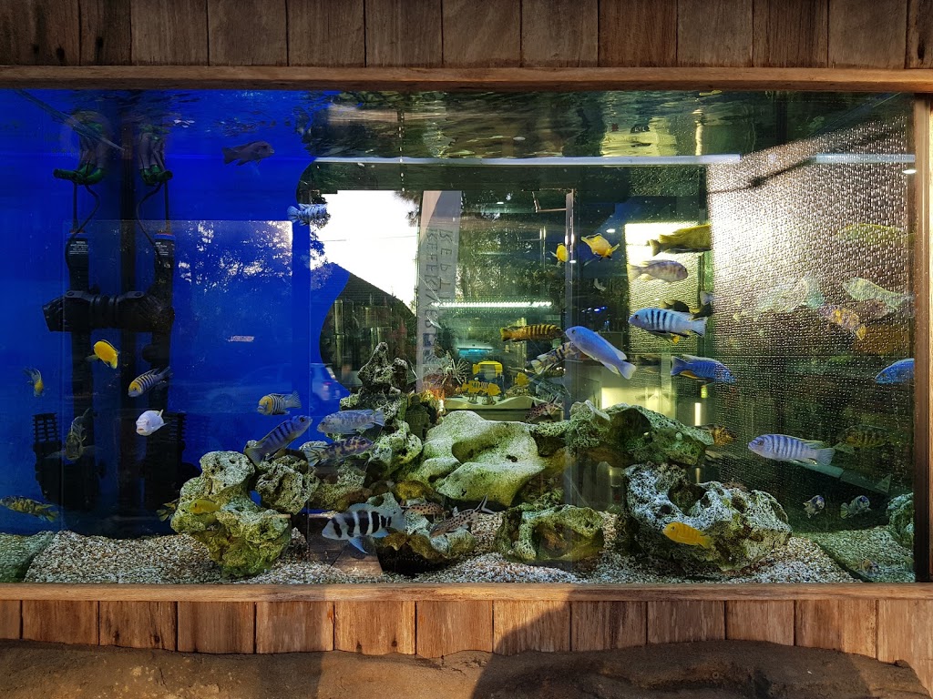 Reef River Reptile Aquarium | 312 Peats Ferry Rd, Hornsby NSW 2077, Australia | Phone: (02) 9476 1001