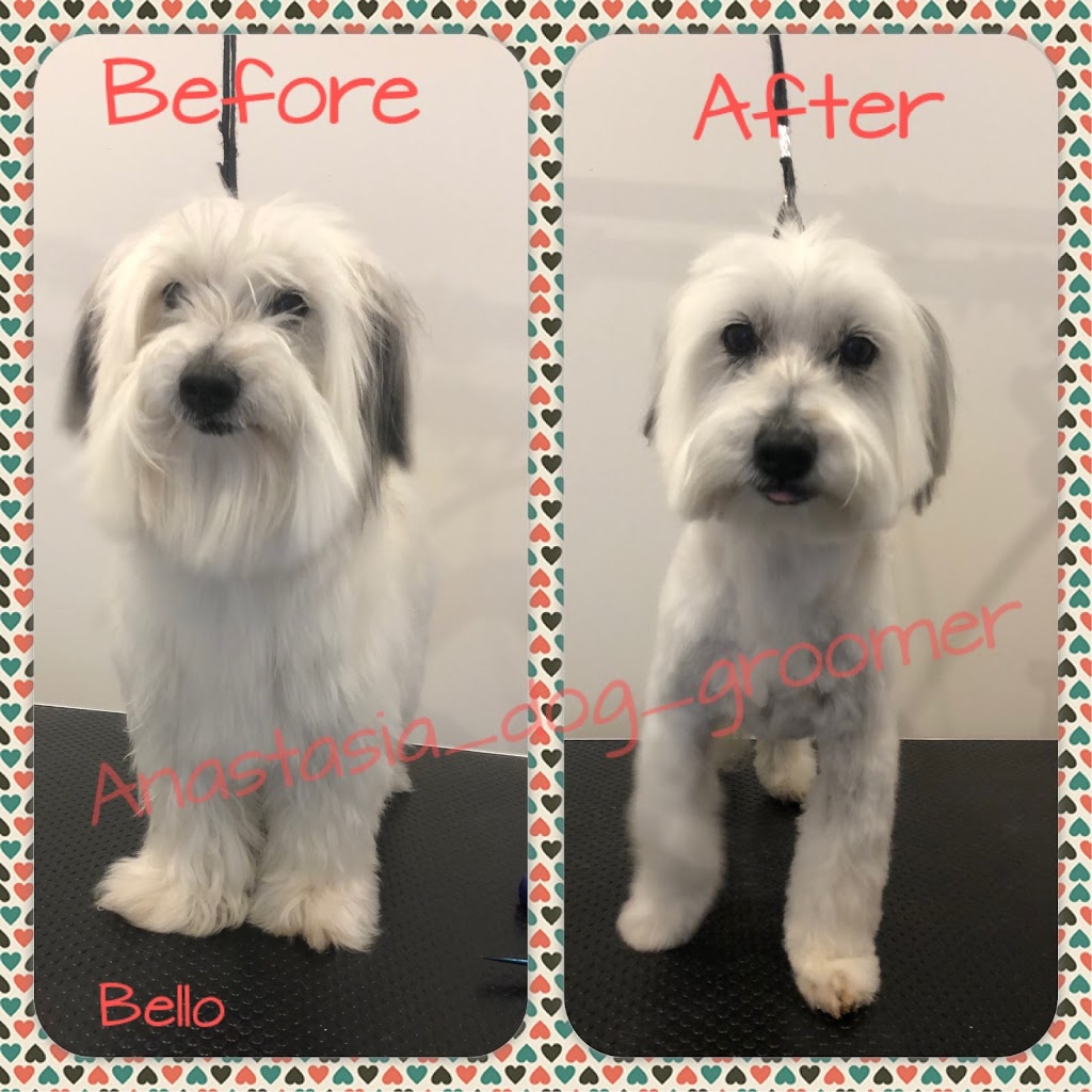 Anastasia’s dog grooming | 11 Hilda Rd, Baulkham Hills NSW 2153, Australia | Phone: 0404 974 407