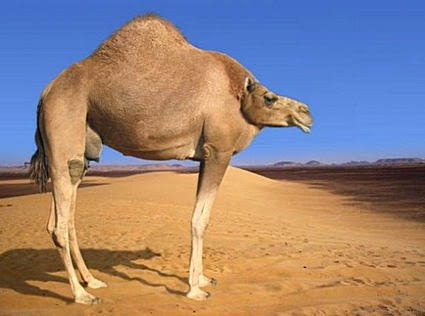 Mandeepak Singh Camel Reserve | park | Fyshwick ACT 2609, Australia