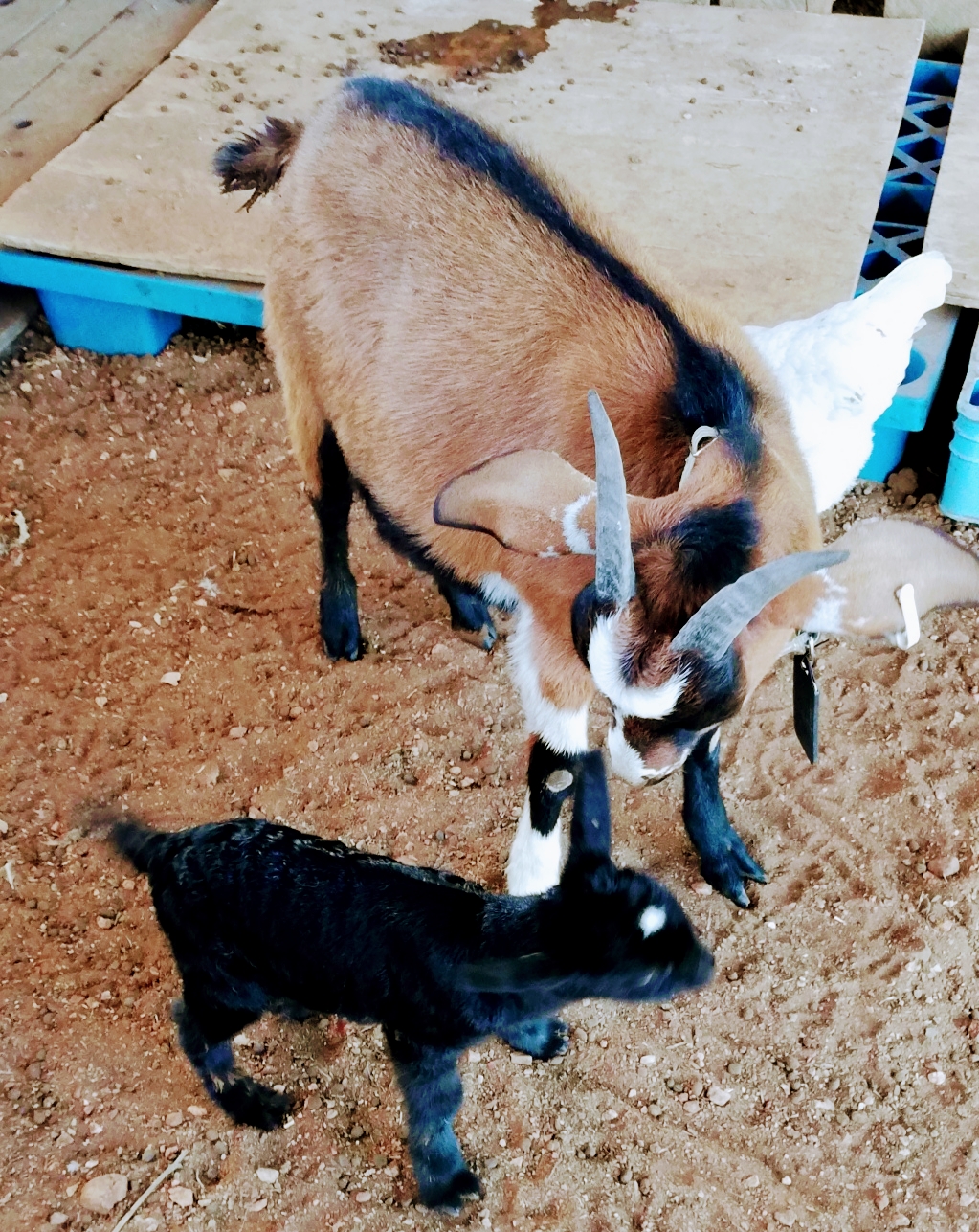 Trulander Petting Zoo | 1605 Rubyvale Rd, The Gemfields QLD 4702, Australia | Phone: 0407 460 703