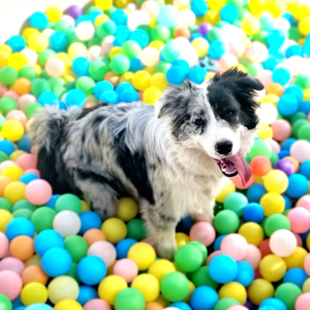 Castlemaine Doggy Daycare | 53 Faradale Dr, Faraday VIC 3451, Australia | Phone: 0436 326 274