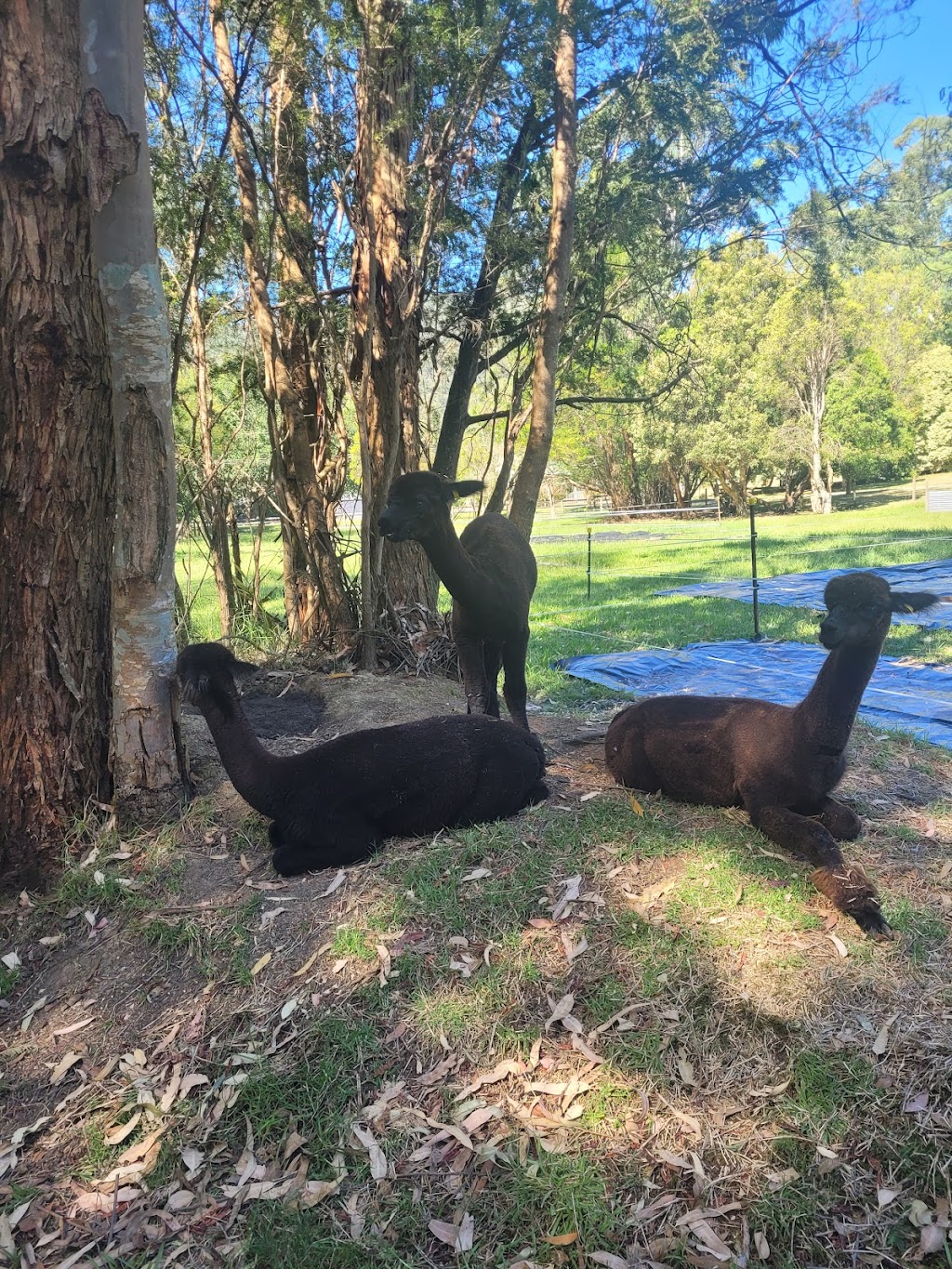 Lalirra Yellingbo Alpacas | Taylor Rd, Yellingbo VIC 3139, Australia | Phone: 0403 725 742