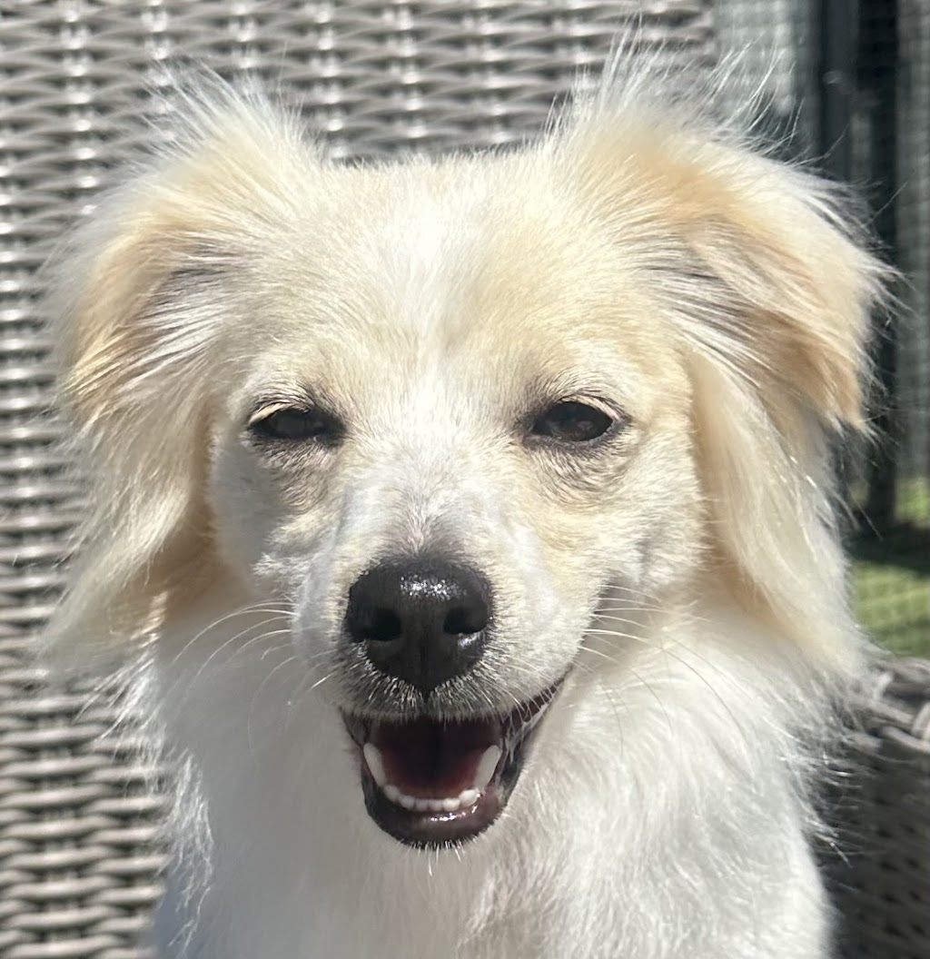 Paw and Order Dog Grooming Studio | 81 Sturt St, Mulwala NSW 2647, Australia | Phone: 0438 788 845 Paw and Order Dog Grooming Studio | 81 Sturt St, Mulwala NSW 2647, Australia | Phone: 0438 788 845
