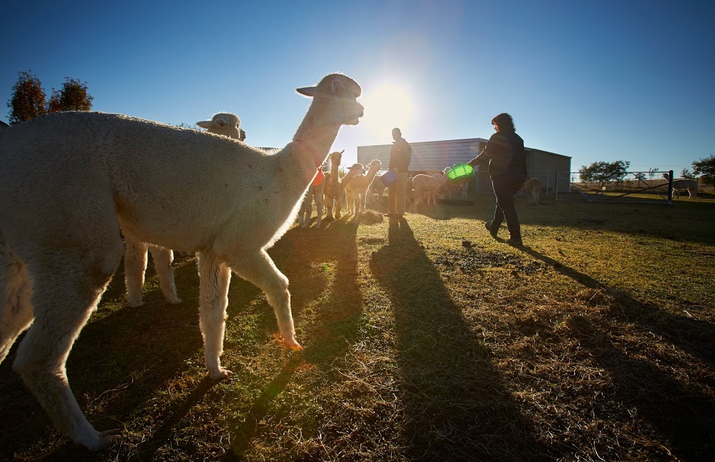 Blackwattle Alpaca Farm | food | 315 Patemans Ln, Murrumbateman NSW 2582, Australia | 0403991612 OR +61 403 991 612