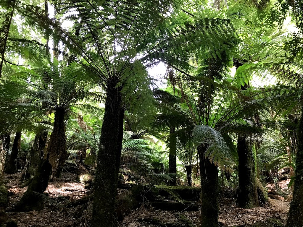 Notley Fern Gorge State Reserve | park | Notley Gorge Rd, Notley Hills TAS 7275, Australia | 1300827727 OR +61 1300 827 727