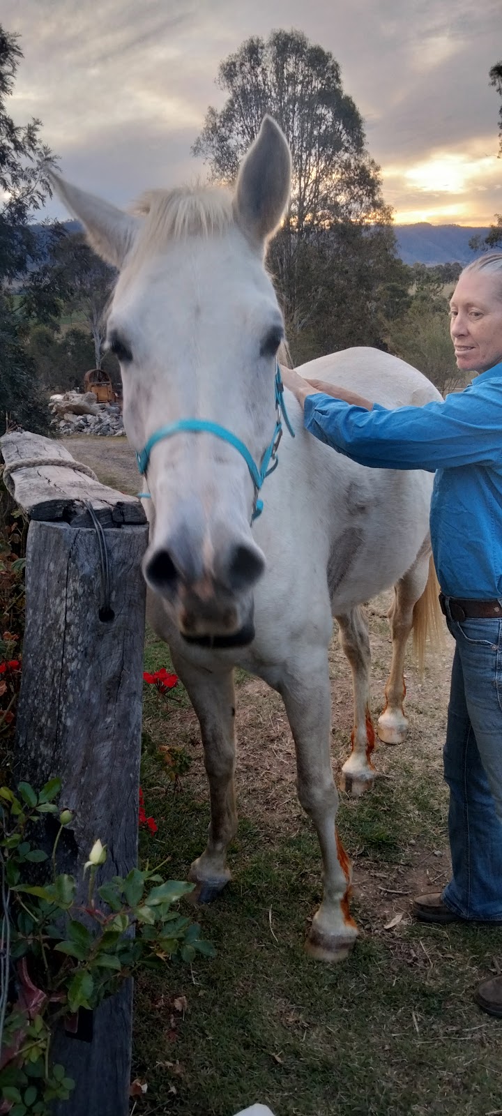 Bare Bowen Equine Services | 769 Sandy Creek Rd, Sandy Creek QLD 4515, Australia | Phone: 0491 046 468
