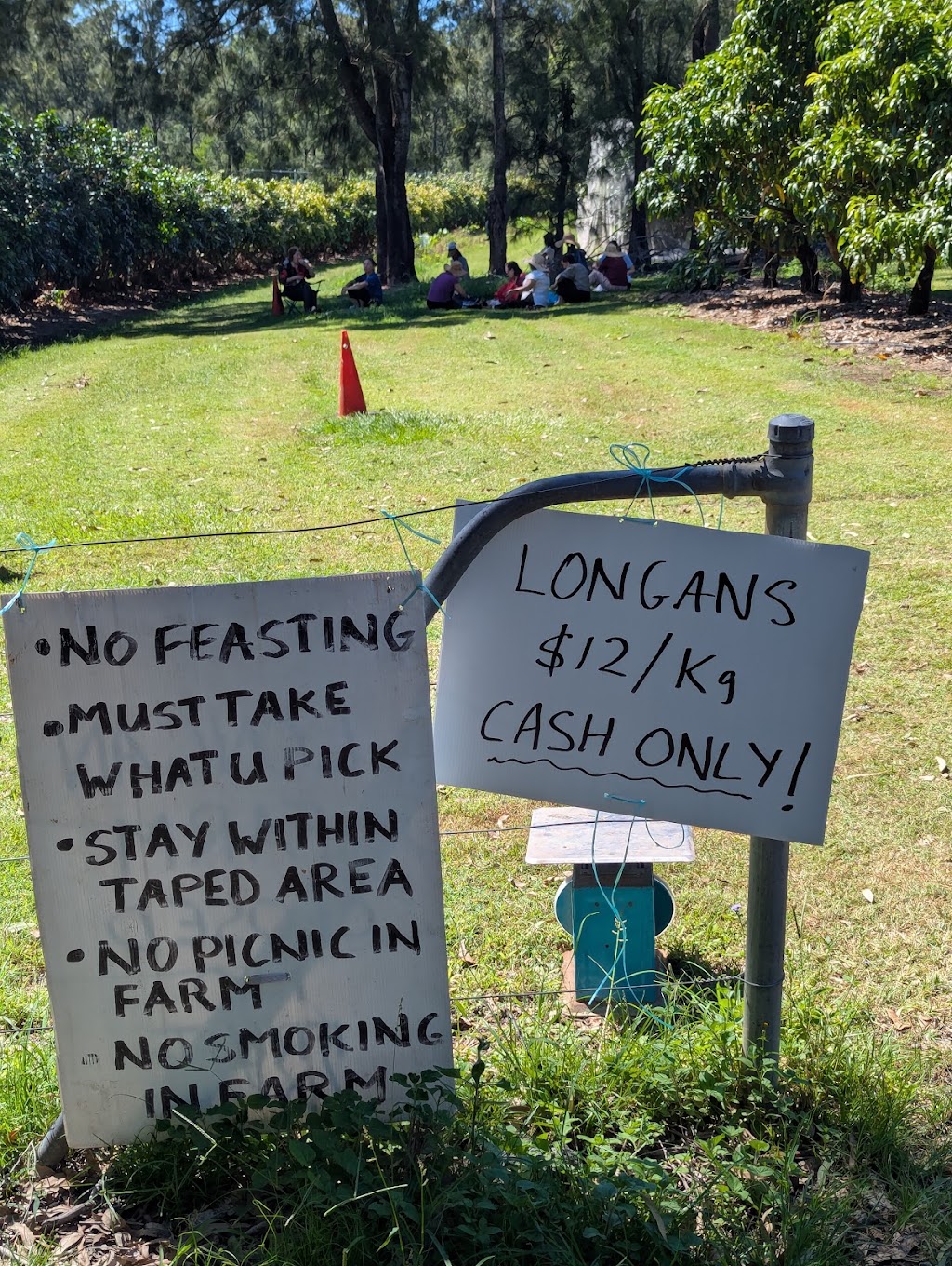 The Longan Farm | 359 Raynbird Rd, Narangba QLD 4504, Australia | Phone: 0482 978 053