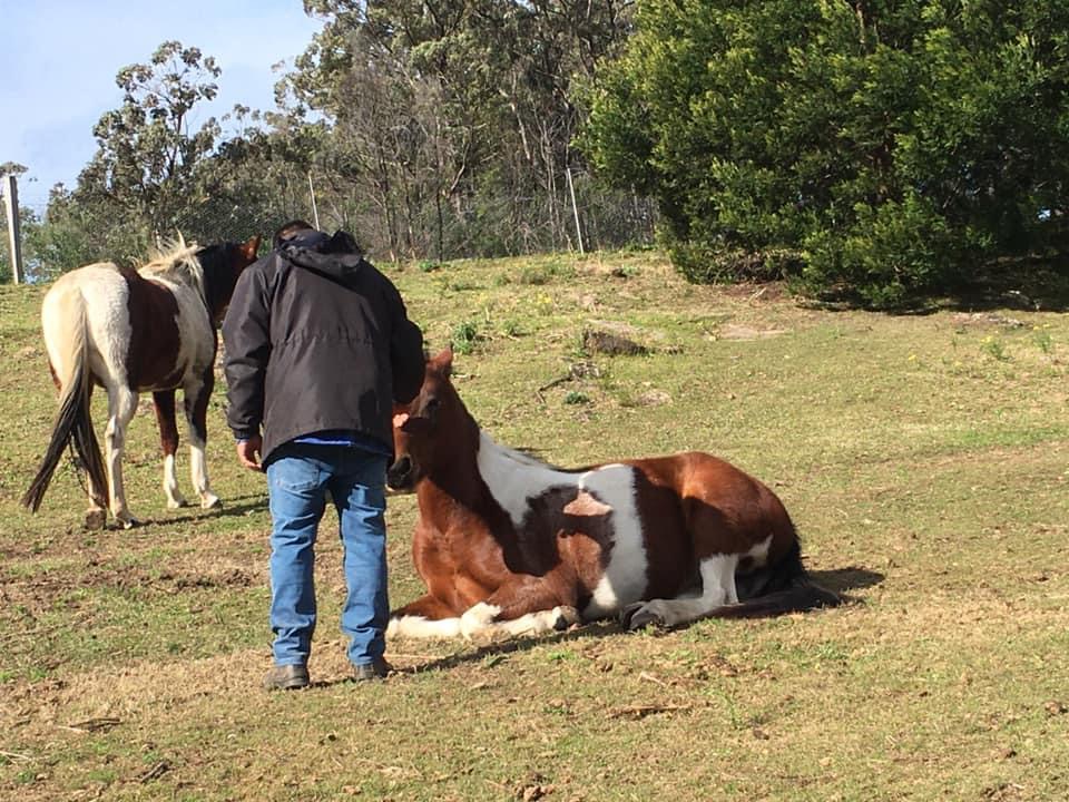 Hooves For Hope | 74 Mcmahons Rd, Kurrajong NSW 2758, Australia | Phone: 0447 772 717 Hooves For Hope | 74 Mcmahons Rd, Kurrajong NSW 2758, Australia | Phone: 0447 772 717